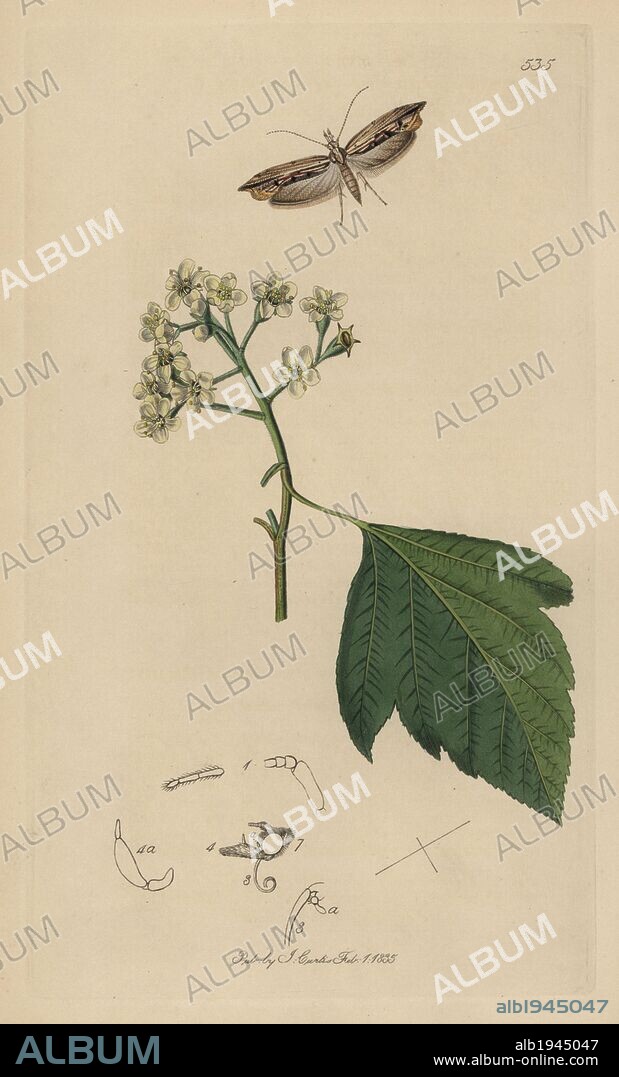 Harpipteryx scabrella, Ypsolopha scabrella, Wainscot Hooktip, Wainscot Smudge moth, with wild service tree, Pyrus torminalis. Handcoloured copperplate drawn and engraved by John Curtis for his own "British Entomology, being Illustrations and Descriptions of the Genera of Insects found in Great Britain and Ireland," London, 1834. Curtis (1791 –1862) was an entomologist, illustrator, engraver and publisher. "British Entomology" was published from 1824 to 1839, and comprised 770 illustrations of insects and the plants upon which they are found.