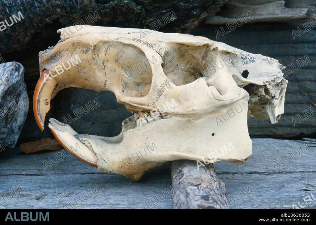 Skull of a Nutria (Myocastor coypus). The large round infraorbital foramen is a passage for the deep masseter muscle.
