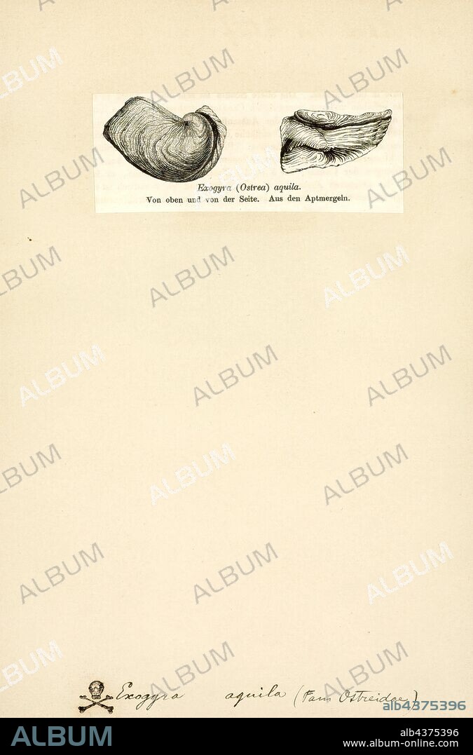 Exogyra, Print, Exogyra is an extinct genus of fossil marine oysters in the family Gryphaeidae, the foam oysters or honeycomb oysters. These bivalves grew cemented by the more cupped left valve. The right valve is flatter, and the beak is curved to one side. Exogyra lived on solid substrates in warm seas during the Jurassic and Cretaceous periods.