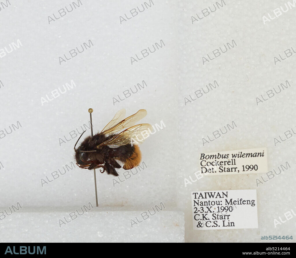 Meifeng, Nantou, Taiwan, Bombus sp., Animalia, Arthropoda, Insecta, Hymenoptera, Apidae, Apinae.