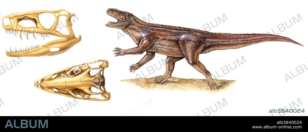 Archosaur with skull detail. Archosaurs are the reptilian ancestors of the dinosaurs, crocodiles, flying pterosaurs, and birds. They evolved around 225 million years ago, at the end of the Permian Period.