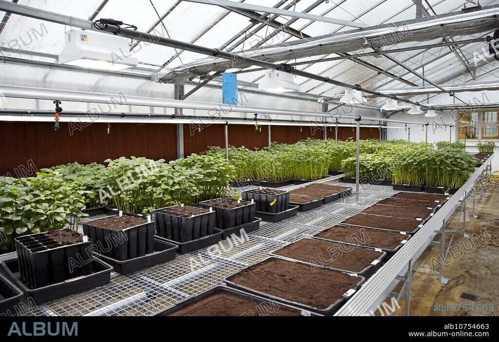 Greenhouse, agricultural research, potato plants, Neiker-Tecnalia, Arkaute, Alava, Euskadi, Spain.