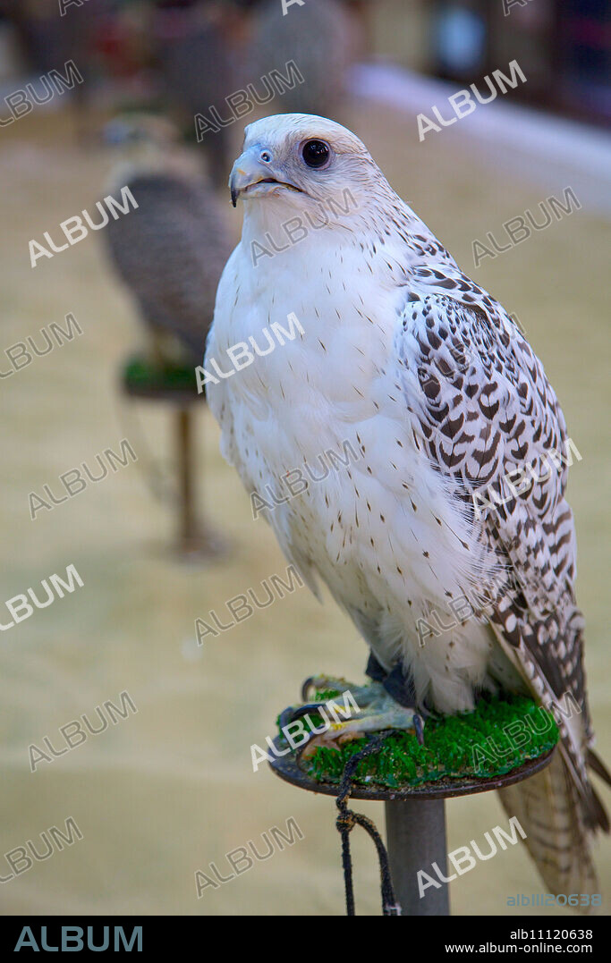 Falcon, Falcon Souq, Waqif Souq, Doha, Qatar, Middle East.