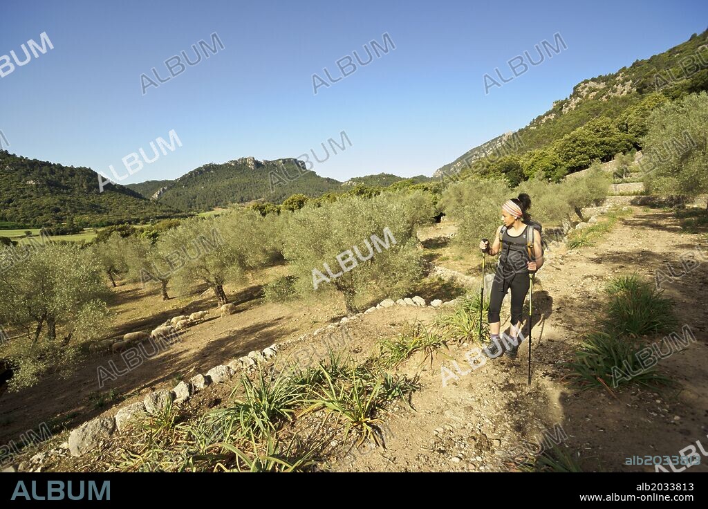 caminante.Olivar del Pla Del Bosc De Son Palou.Valle de Orient. Bunyola.Mallorca.Islas Baleares. Spain.