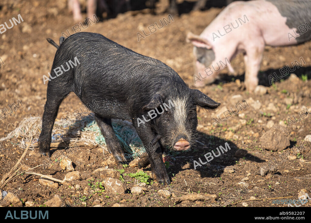 farm Sa Teulera, Manacor, Mallorca, Balearic Islands, Spain.
