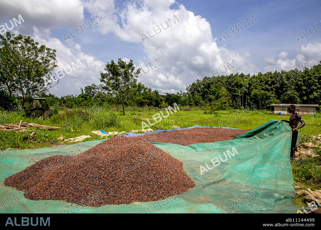 Cocoa beans drying in Agboville, Ivory Coast, West Africa, Africa.