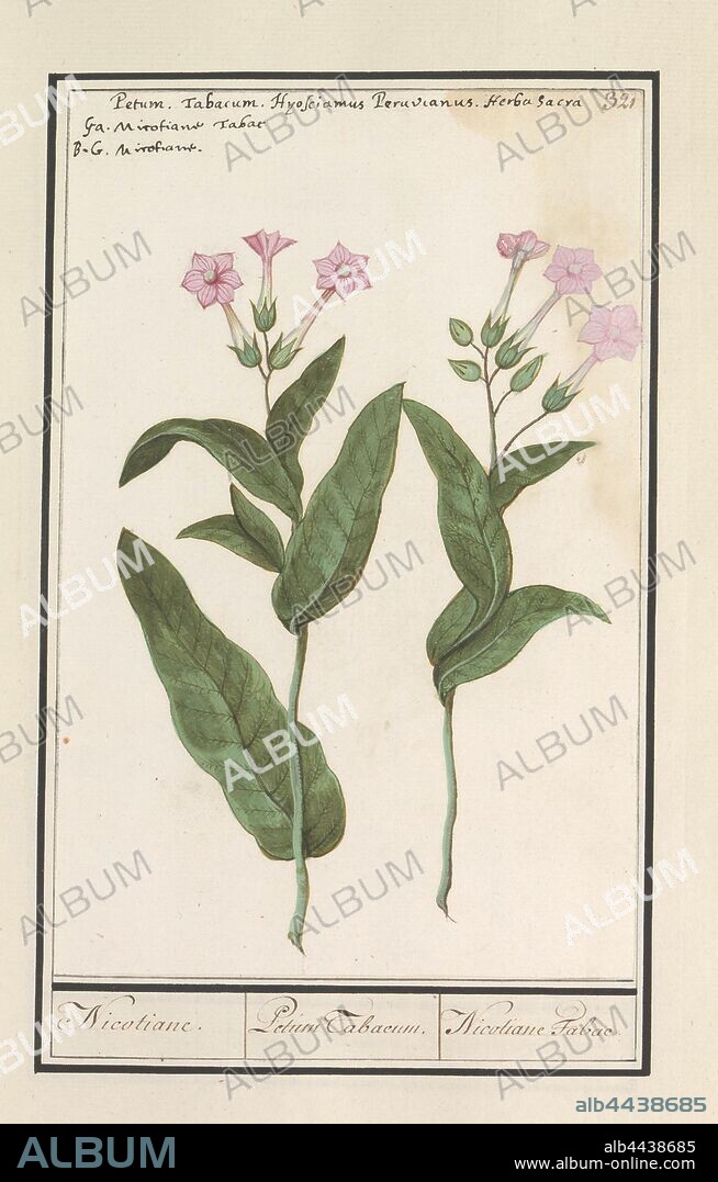 Tobacco plant (Nicotiana tabacum), Nicotiane. / Petum Tabacum. / Nicotiane Tabac. (title on object), Tobacco plant or tobacco flower. Numbered top right: 321. At the top the name in three languages. Part of the fourth album with drawings of flowers and mushrooms. Eleventh of twelve albums with drawings of animals, birds and plants known around 1600, commissioned by Emperor Rudolf II. With explanations in Dutch, Latin and French, plants and herbs (with NAME), Anselmus Boetius de Boodt, 1596 - 1610, paper, watercolor (paint), deck paint, chalk, ink, pen, h 250 mm × w 163 mm.