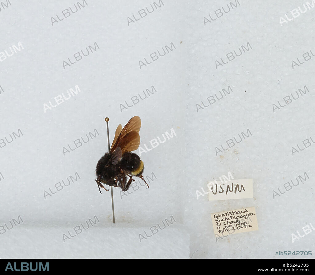 El Chocla, Suchitepéquez Department, Guatemala, Bombus (Pyrobombus) mixtus Cresson, 1878, Animalia, Arthropoda, Insecta, Hymenoptera, Apidae, Apinae.
