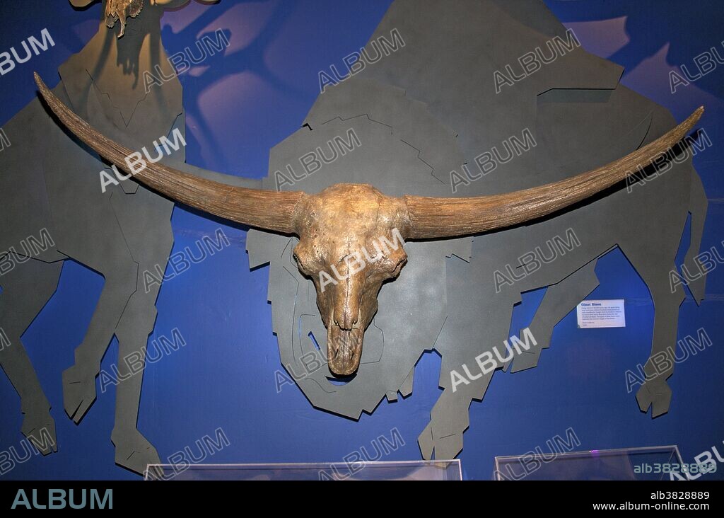 Skull of Giant Bison (Bison latifrons). Bison latifrons is an extinct species of bison that lived in North America during the Pleistocene. Also known as the ice age bison, it reached a shoulder height of 2.5 meters (8.5 feet), and had horns that spanned over 2 meters (6.5 feet), more than three times the size of today's buffalo. This skull was found in Idaho. Royal Tyrrell Museum, Alberta, Canada.
