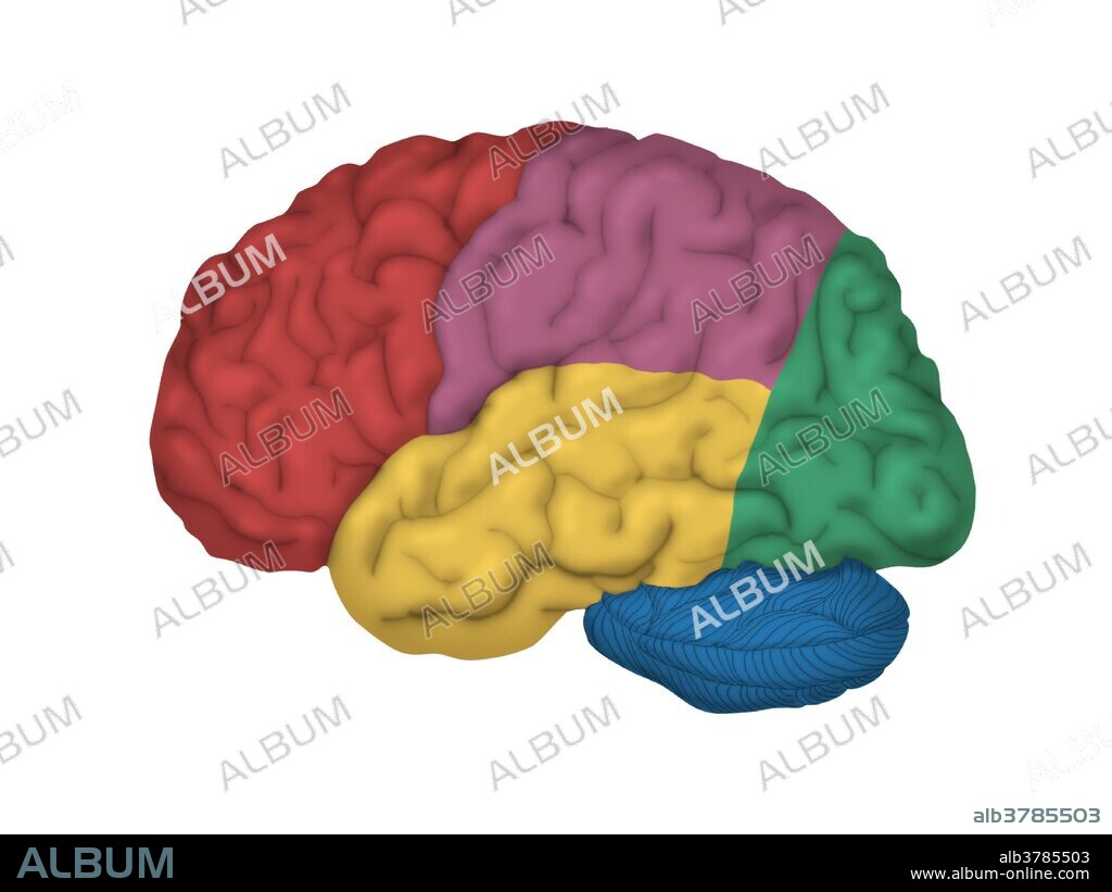 The human brain is the center of the nervous system. The average brian weighs 3 pounds. The brain is divided into a left hemisphere and a right hemisphere.  Each hemisphere has 4 lobes. This image illustrates the lobes in different colors: red-frontal, purple - parietal lobe, yellow - temporal lobe, green - occipital lobe, and the blue area is the cerebellum.