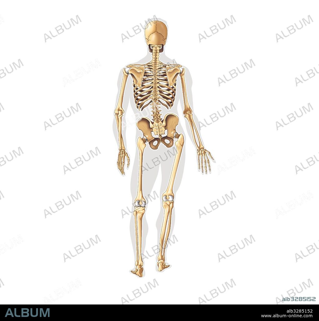 Visión posterior del esqueleto.