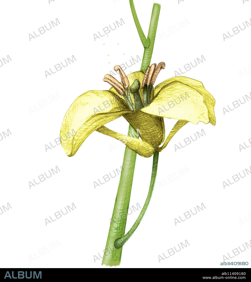 Certain plants have adapted to the random nature of anemophilous pollination by producing enormous quantities of pollen with small, light, smooth, dry grains. The wind disperses the pollen over a vast territory. Most pollen grains are lost while being transported in this haphazard way. Few of them manage to fertilize another flower.