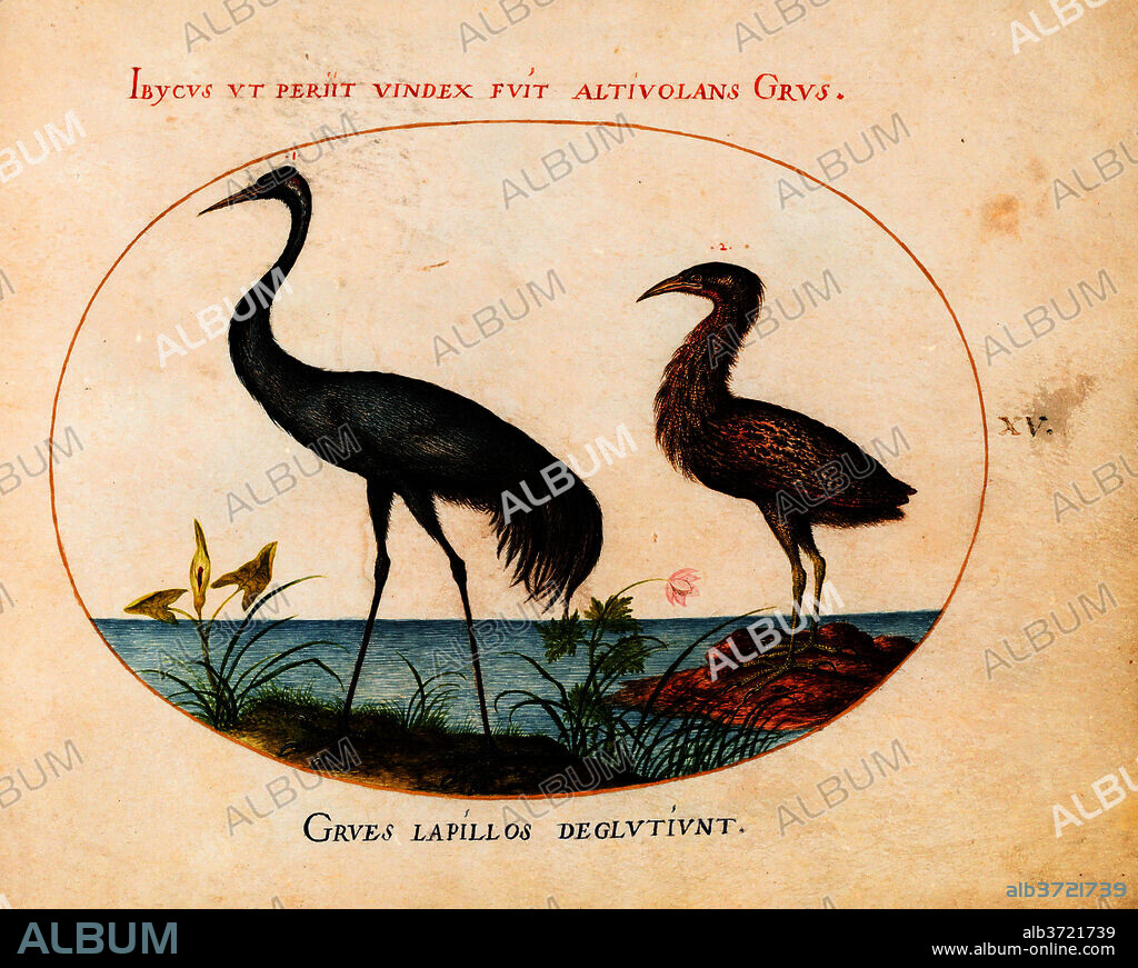 JORIS HOEFNAGEL. Animalia Volatilia et Amphibia (Aier): Plate XV. Dated: c. 1575/1580. Dimensions: page size (approximate): 14.3 x 18.4 cm (5 5/8 x 7 1/4 in.). Medium: watercolor and gouache, with oval border in gold, on vellum.
