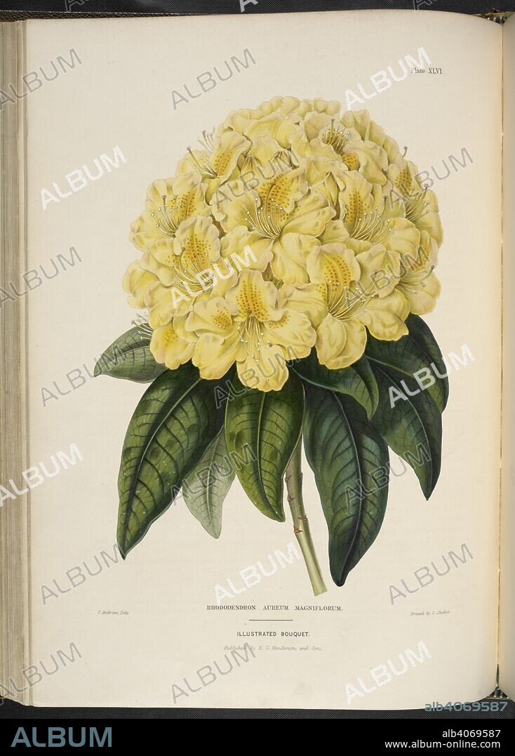 EDWARD GEORGE HENDERSON and J ANDREWS. Rhododendron aureum magniflorum. . The Illustrated Bouquet, consisting of figures, with descriptions of new flowers. London, 1857-64. Source: 1823.c.13 plate 46.