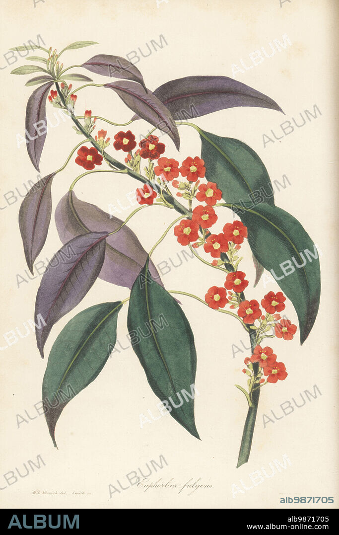 Scarlet plume or fulgent euphorbia, Euphorbia fulgens. Native to Mexico, drawn by Miss Morrish at the nursery of William Lucombe, or Lewcombe, Pince & Co., Exeter. Handcoloured engraving by Frederick William Smith from Joseph Paxtons Magazine of Botany, and Register of Flowering Plants, Volume 4, Orr and Smith, London, 1837.
