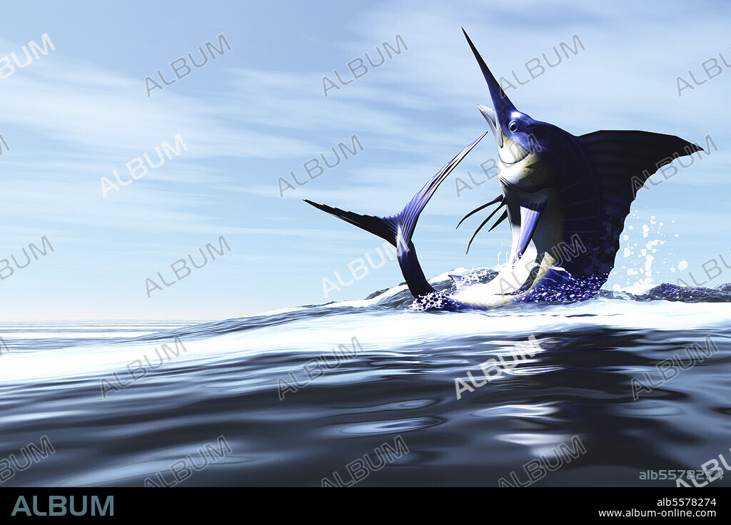 A Blue Marlin jumps through the ocean surface in a spray of water.