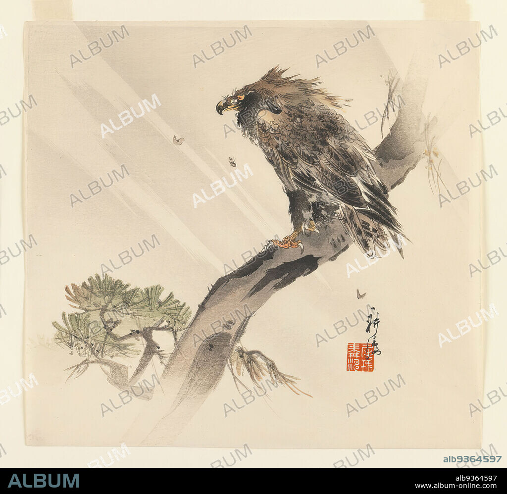 Eagle in Pine Tree, Kogyo Terazaki, Japanese, 1866-1919, Color woodblock print on paper, Japan, ca. 1910, Meiji Period, 9 3/8 x 10 in., 23.8 x 25.4 cm, beak, bird, eagle, hunter, pine, predator, raptor, regal, talons, wind.