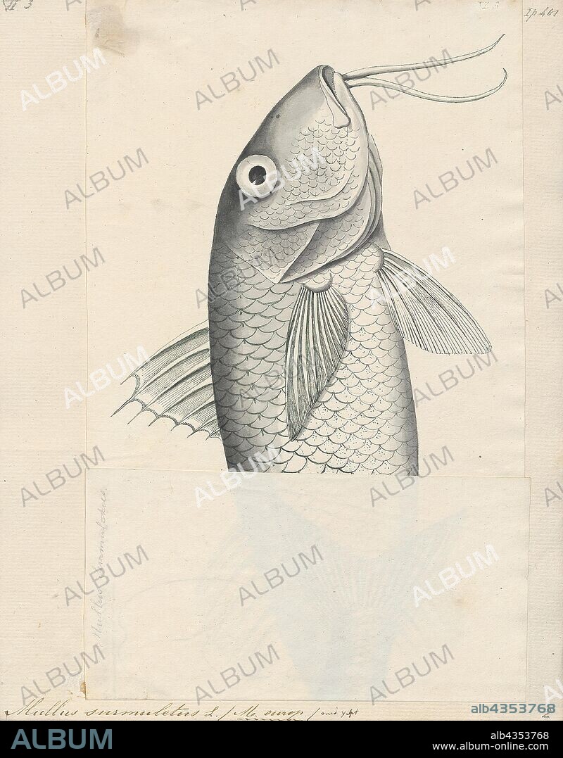 Mullus surmuletus, Print, The striped red mullet or surmullet (Mullus surmuletus) is a species of goatfish found in the Mediterranean Sea, eastern North Atlantic Ocean, and the Black Sea. They can be found in water as shallow as 5 metres (16 ft) or as deep as 409 metres (1, 342 ft) depending upon the portion of their range that they are in. This species can reach a length of 40 centimetres (16 in) SL though most are only around 25 centimetres (9.8 in). The greatest recorded weight for this species is 1 kilogram (2.2 lb). This is a commercially important species and is also sought after as a game fish.