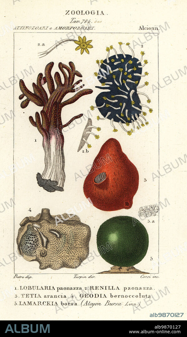 Species of sea sponge. Purple Cladiella species 1, purple Renilla reniformis 2, orange puffball sponge, Tethya aurantium 3, white encrusting sponge, Geodia gibberosa 4, and green marine algae, Codium bursa 5. Lobularia paonazza, Renilia paonazza, Tetia arancia, Geodia bernoccoluta, Lamarckia borsa. Handcoloured copperplate stipple engraving from Antoine Laurent de Jussieu's Dizionario delle Scienze Naturali, Dictionary of Natural Science, Florence, Italy, 1837. Illustration engraved by Corsi, drawn and directed by Pierre Jean-Francois Turpin, and published by Batelli e Figli. Turpin (1775-1840) is considered one of the greatest French botanical illustrators of the 19th century.