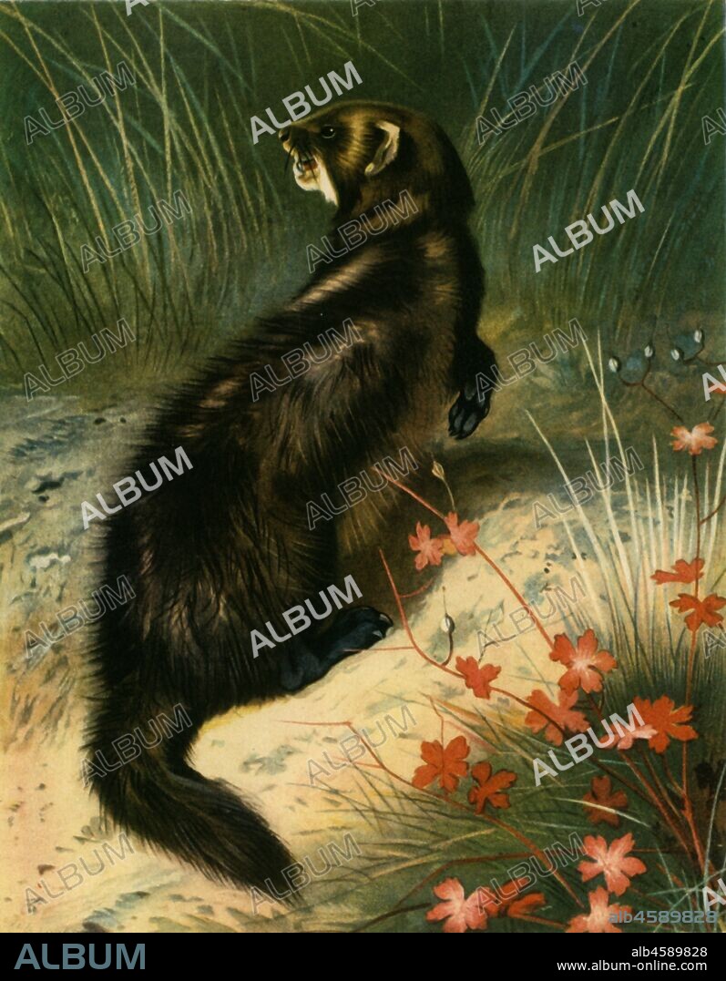 ARCHIBALD THORBURN. 'Polecat', c1905, (1943). From "Mammals of Great Britain and Ireland" by John Guille Millais. [1904-1906]. Published in "Wildlife of Britain', by F. Fraser Darling. [Collins, London, 1943].