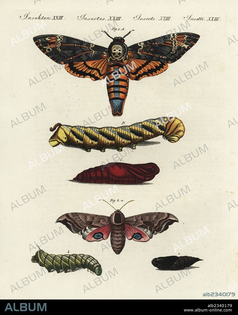 Death's head hawk-moth, Acherontia atropos 1, and eyed hawk-moth, Smerinthus ocellatus 2, moth, caterpillar and pupa. Handcoloured copperplate engraving from Friedrich Johann Bertuch's Bilderbuch fur Kinder (Picture Book for Children), Weimar, 1802.