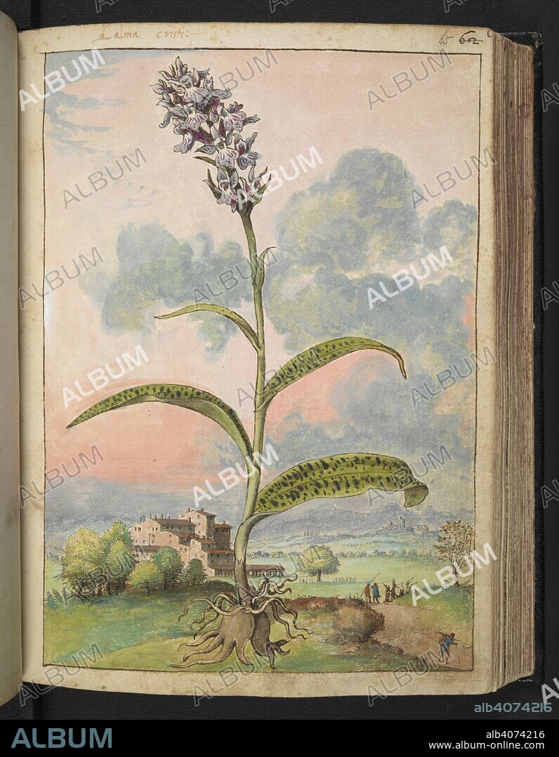 GHERALDO CIBO. 'Palma chisti.' Palma christi. Ricinus. A large shrub having palmate leaves and spiny capsules containing seeds that are the source of castor oil and ricin. . Coloured drawings of plants, copied from nature in the Roman States, by Gerardo Cibo. Vol. I. Pietro Andrea Mattioli, Physician, of Siena: Extracts from his edition of Dioscorides' "de re Medica":. Italy, c. 1564-1584. Source: Add. 22332 f.65. Language: Italian.