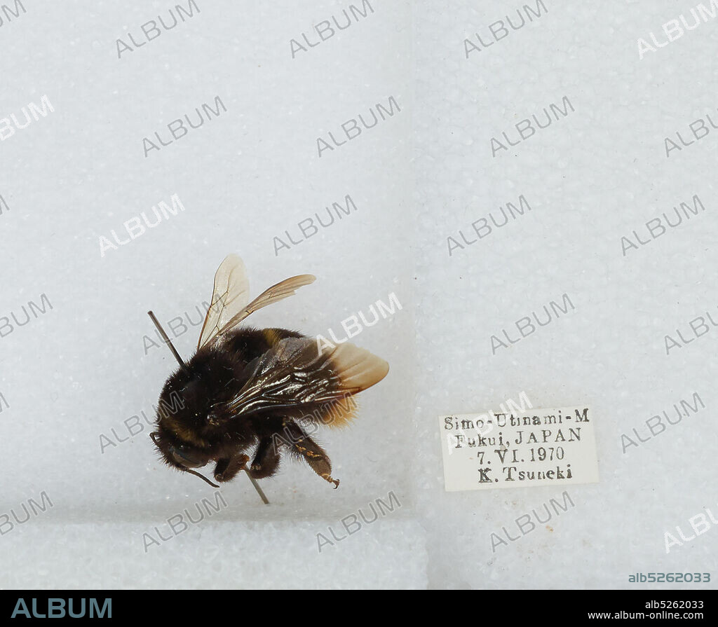 Simo-Utinami-M, Fukui, Japan, Bombus (Bombus) ignitus Smith, Animalia, Arthropoda, Insecta, Hymenoptera, Apidae, Apinae.