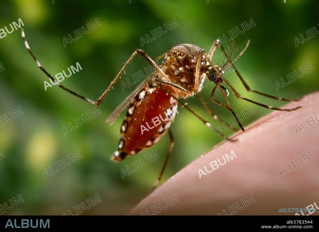 Female Aedes aegypti mosquito feeding from from her human host. Note that her abdomen had become distended due to the fact that her stomach is now filling with her blood meal. As the primary vector responsible for the transmission of the zika virus, Flavivirus Dengue (DF), and Dengue hemorrhagic fever (DHF), the day-biting Aedes aegypti mosquito prefers to feed on its human hosts. Ae. aegypti also plays a major role as a vector for another Flavivirus, "Yellow fever". Frequently found in its tropical environs, the white banded markings on the tarsal segments of its jointed legs, though distinguishing it as Ae. aegypti, are similar to some other mosquito species. Also note the lyre-shaped, silvery-white markings on its thoracic region as well, which is also a determining morphologic identifying characteristic.