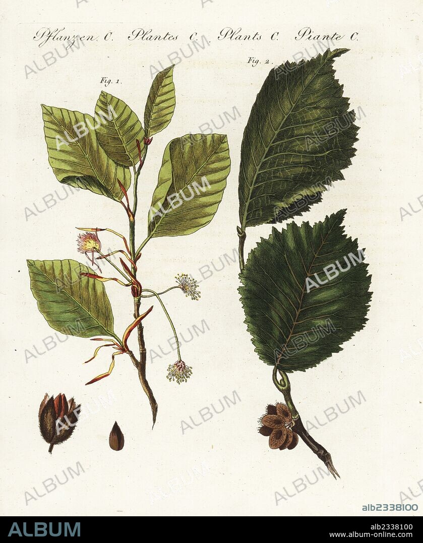 Common beech tree, Fagus sylvatica, and field elm, Ulmus minor. Handcoloured copperplate engraving from Bertuch's "Bilderbuch fur Kinder" (Picture Book for Children), Weimar, 1805. Friedrich Johann Bertuch (1747-1822) was a German publisher and man of arts most famous for his 12-volume encyclopedia for children illustrated with 1,200 engraved plates on natural history, science, costume, mythology, etc., published from 1790-1830.