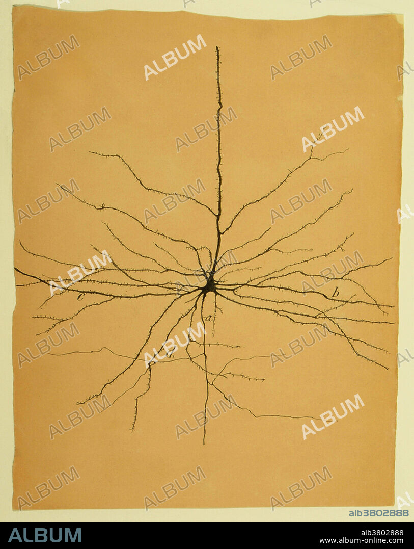 Cajal, Pyramidal Cell in Cerebral Cortex