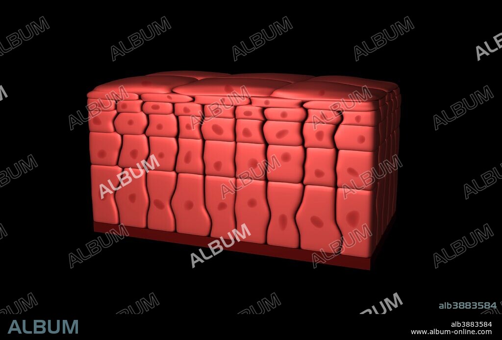 Conceptual image of stratified squamous epithelium.