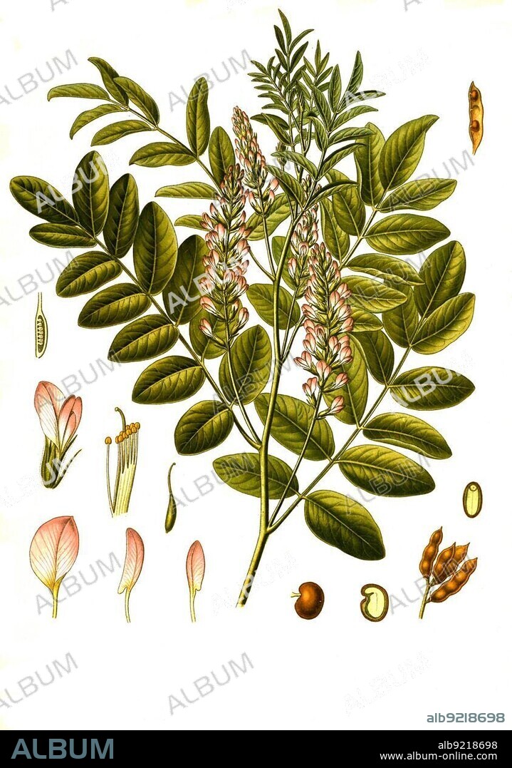 Medicinal plant, Real liquorice (Glycyrrhiza glabra) is a species of plant in the butterfly family, Historic, digitally restored reproduction from a 19th century original