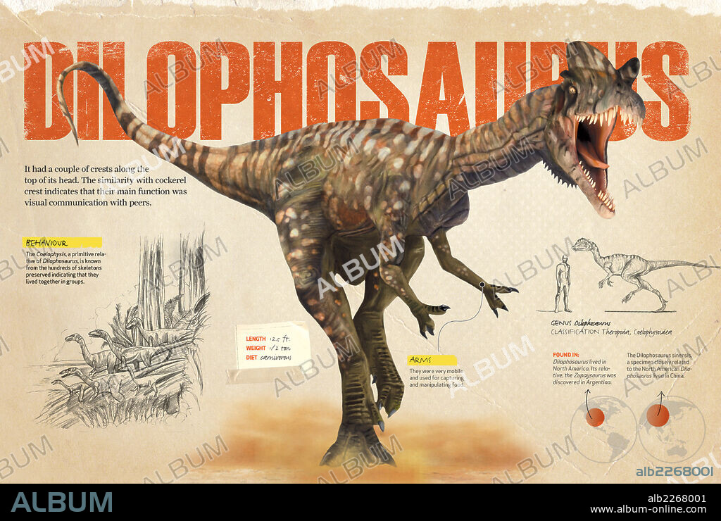 Dilophosaurus. Infografía sobre el Dilofosaurio, dinosaurio carnívoro que vivió entre el Triásico y el Jurásico del Mesozoico.
