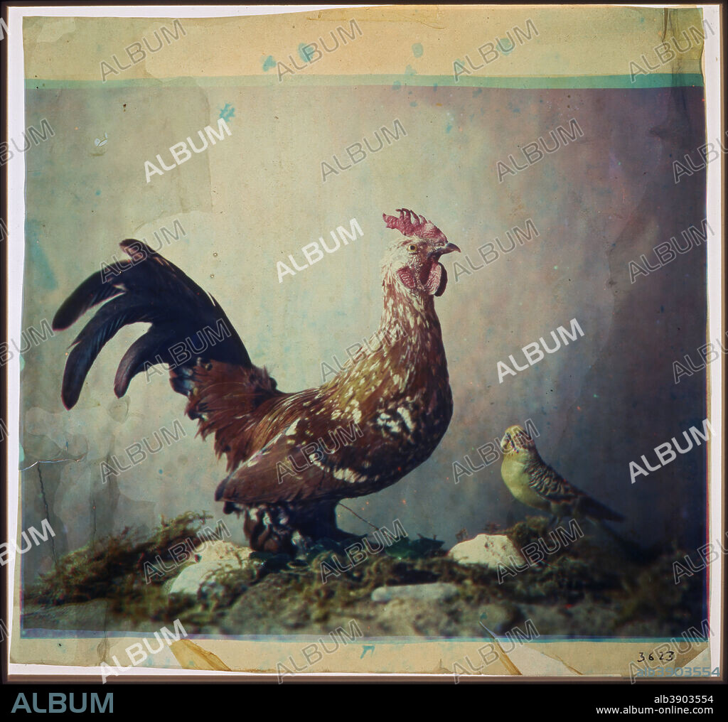 untitled early color photograph (still life with mounted rooster and parakeet). Date/Period: 1879 (per Louis Ducos du Hauron when presented to a French archive in the 1880s). Color transparency, three-color pigmented gelatin process (original); color print, dye imbibition process (circa 1982 copy print in the George Eastman House collection, shown here). Width: 22.2 cm. Height: 20.5 cm (?) (original transparency); w19.8 cm. Height: 16.4 cm (copy print).