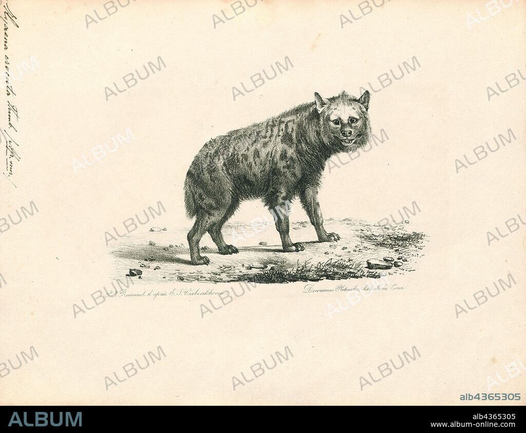 Hyaena crocuta, Print, Hyaena is a genus comprising two of the living species of hyenas: the striped hyena (Hyaena hyaena) from western Asia and northern Africa and the brown hyena (Hyaena brunnea) from southern Africa. The brown hyena has sometimes been placed in a separate genus Parahyaena, or even included in the otherwise fossil genus Pachycrocuta, but recent sources have tended to place it in Hyaena., 1700-1880.