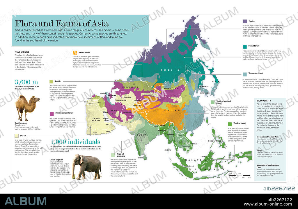 Flora y fauna de Asia. Infografía de los diferentes ecosistemas del continente asiático y de la flora y la fauna propias de cada uno.