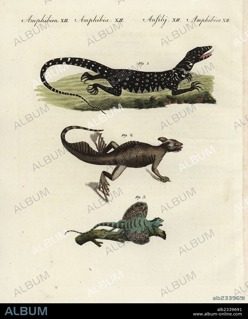 Nile monitor lizard, Varanus niloticus 1, common basilisk, Basiliscus basiliscus 2, and flying lizard, Draco volans 3. Handcoloured copperplate engraving from Friedrich Johann Bertuch's Bilderbuch fur Kinder (Picture Book for Children), Weimar, 1798.