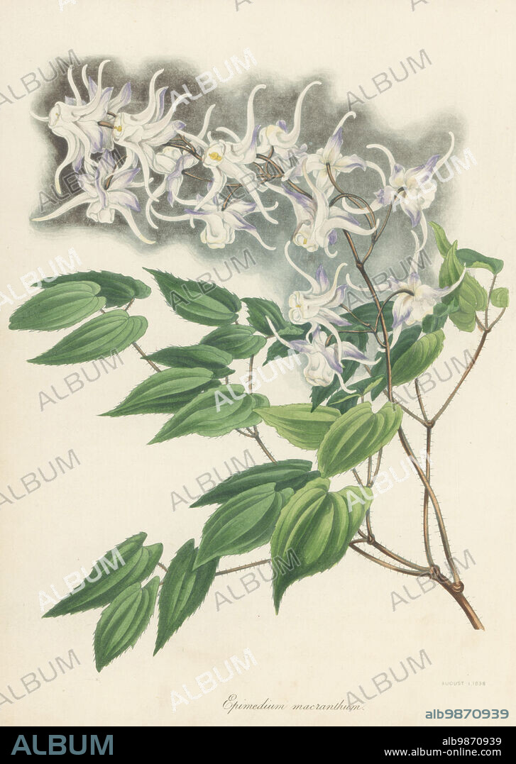 Large flowered barrenwort or bishop's hat, Epimedium grandiflorum. Native to Japan and Korea, introduced by German botanist Philipp Franz von Siebold. Large flowered barren-wort, Epimedium macranthum. Handcoloured lithograph from Joseph Paxtons Magazine of Botany, and Register of Flowering Plants, Volume 5, Orr and Smith, London, 1838.
