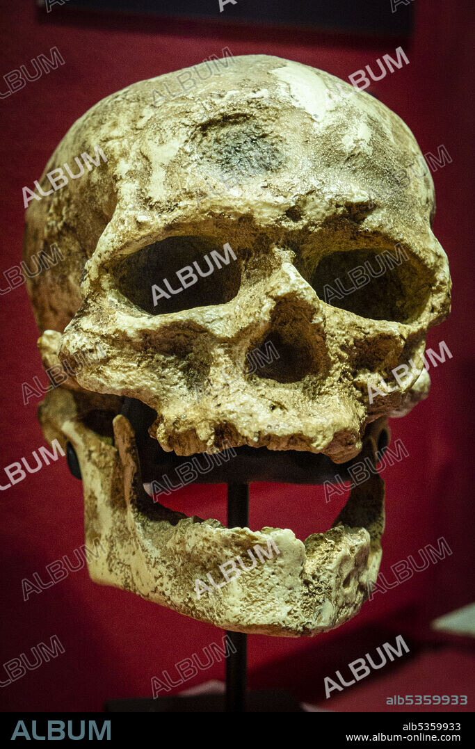 Homo sapiens, Cro-Magnon I from Les Eyzies skull replica, Museo Comarcal de Molina de Aragón, Guadalajara, Spain.