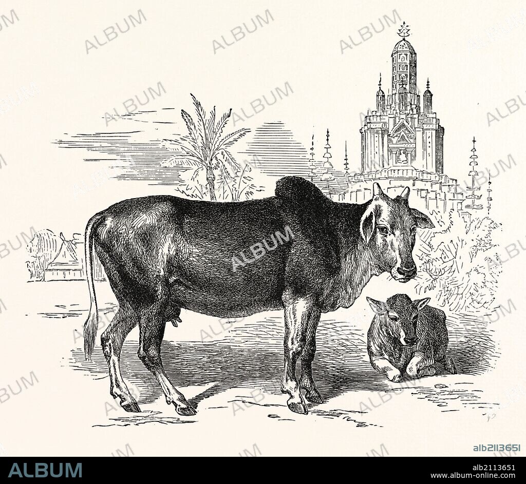 THE INDIAN ZEBU (Bos indicus). Sometimes known as humped cattle or Brahmin cattle, are a type of domestic cattle originating in South Asia, particularly the Indian subcontinent. India.