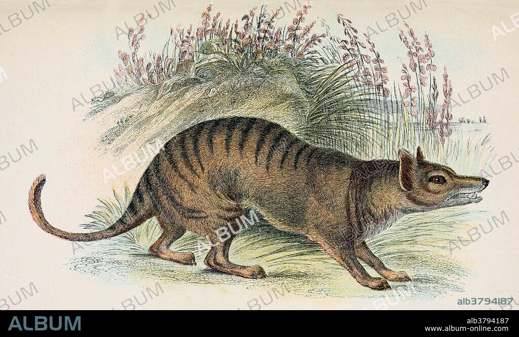 The thylacine (Thylacinus cynocephalus) was the largest known carnivorous marsupial of modern times. It is commonly known as the Tasmanian tiger (because of its striped lower back) or the Tasmanian wolf. The thylacine had become extremely rare or extinct on the Australian mainland before British settlement of the continent, but it survived on the island of Tasmania along with several other endemic species, including the Tasmanian devil. Intensive hunting encouraged by bounties is generally blamed for its extinction, but other contributing factors may have been disease, the introduction of dogs, and human encroachment into its habitat. Despite its official classification as extinct, sightings are still reported, though none has been conclusively proven. Surviving evidence suggests that it was a relatively shy, nocturnal creature with the general appearance of a medium-to-large-size dog. Taken from "A hand-book to the marsupialia and monotremata" by Richard Lydekker, published 1896.