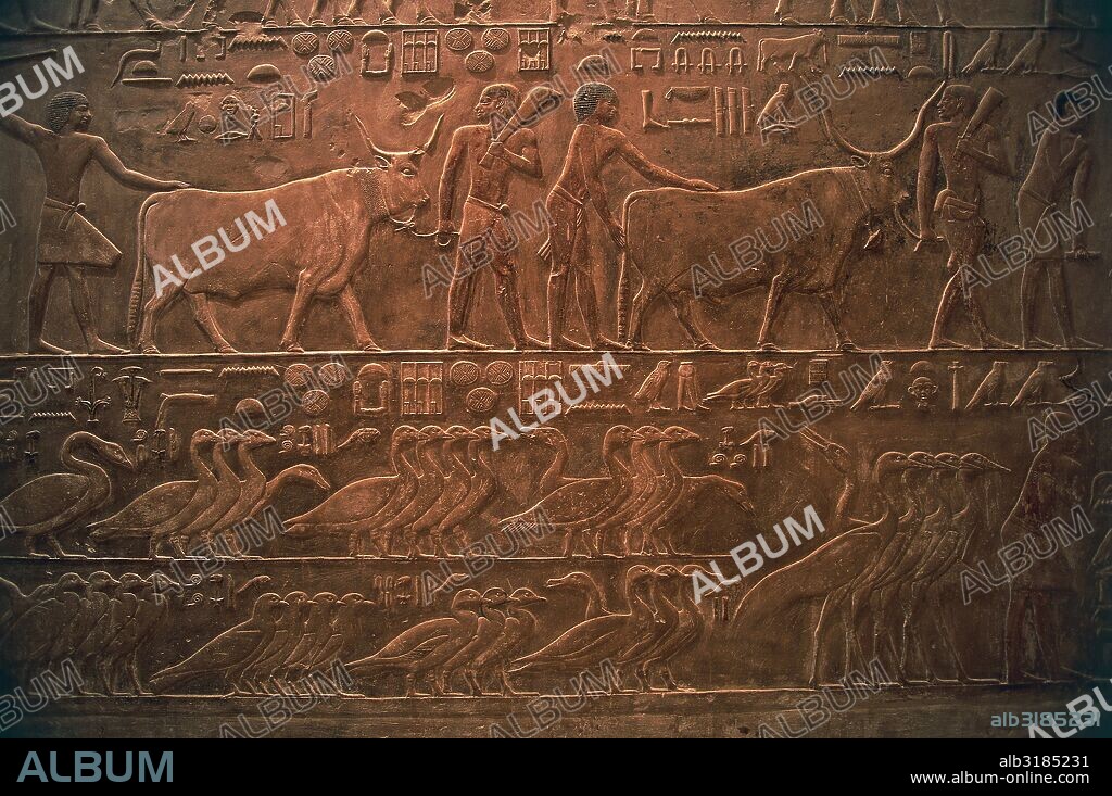 Relief with cattle and fowls, Mastaba of Ptahhotep, 2400 BC, Necropolis of Saqqara, Memphis (UNESCO World Heritage List, 1979), Egypt. Egyptian civilisation, Dynasty V.