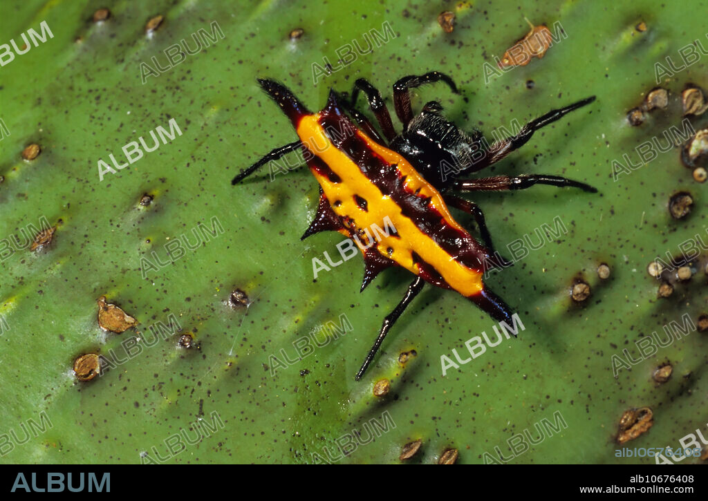 Spiny Orb-weaver Spider (Gasteracantha sp.). Papua New Guinea.