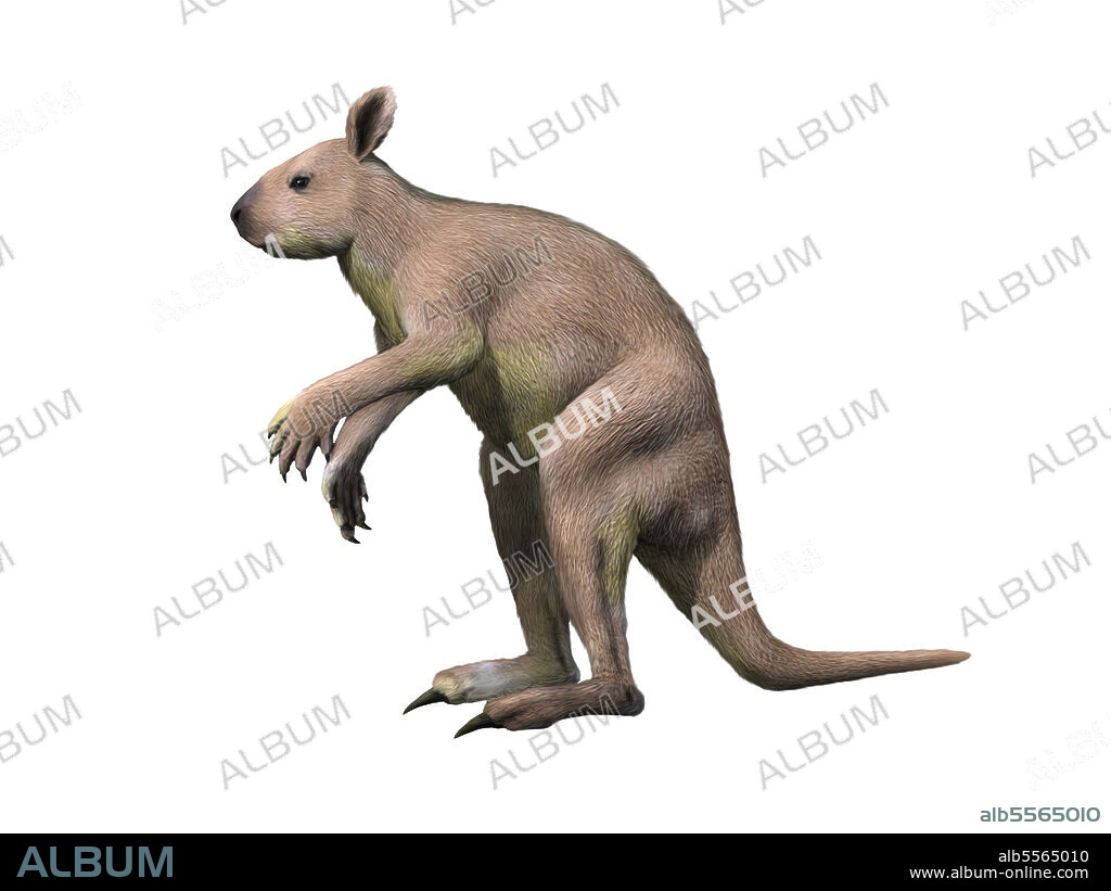 Sthenurus stirlingi, a fossil kangaroo from Australia.