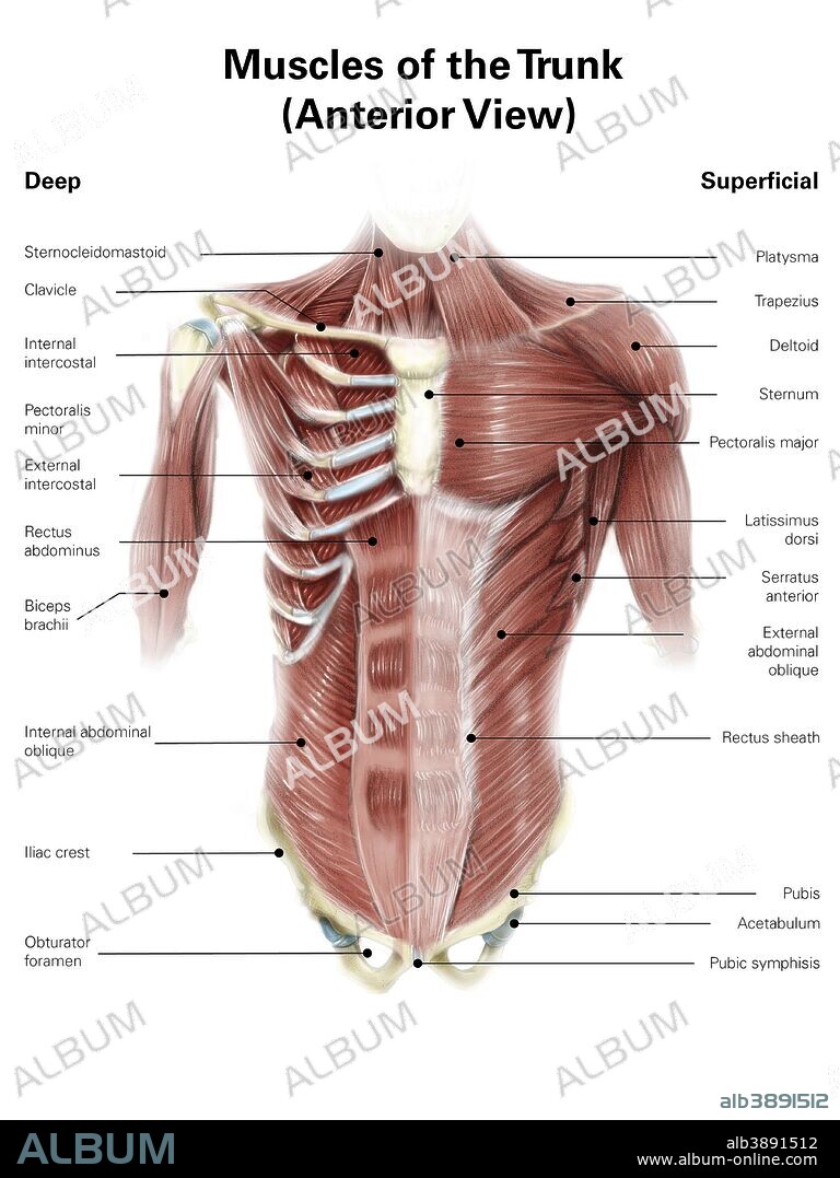Digital illustration of muscles of the human torso, anterior view.