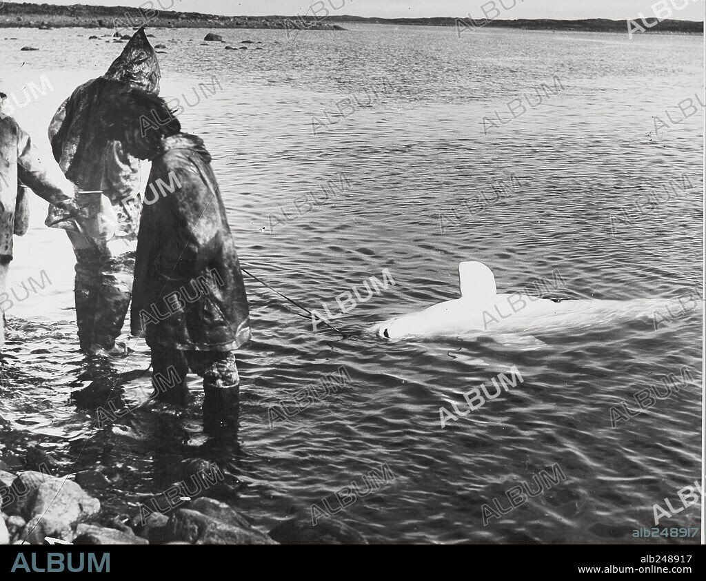 NANUK, EL ESQUIMAL, 1922 (NANOOK OF THE NORTH), dirigida por ROBERT J. FLAHERTY. Copyright PATHE EXCHANGE INC.