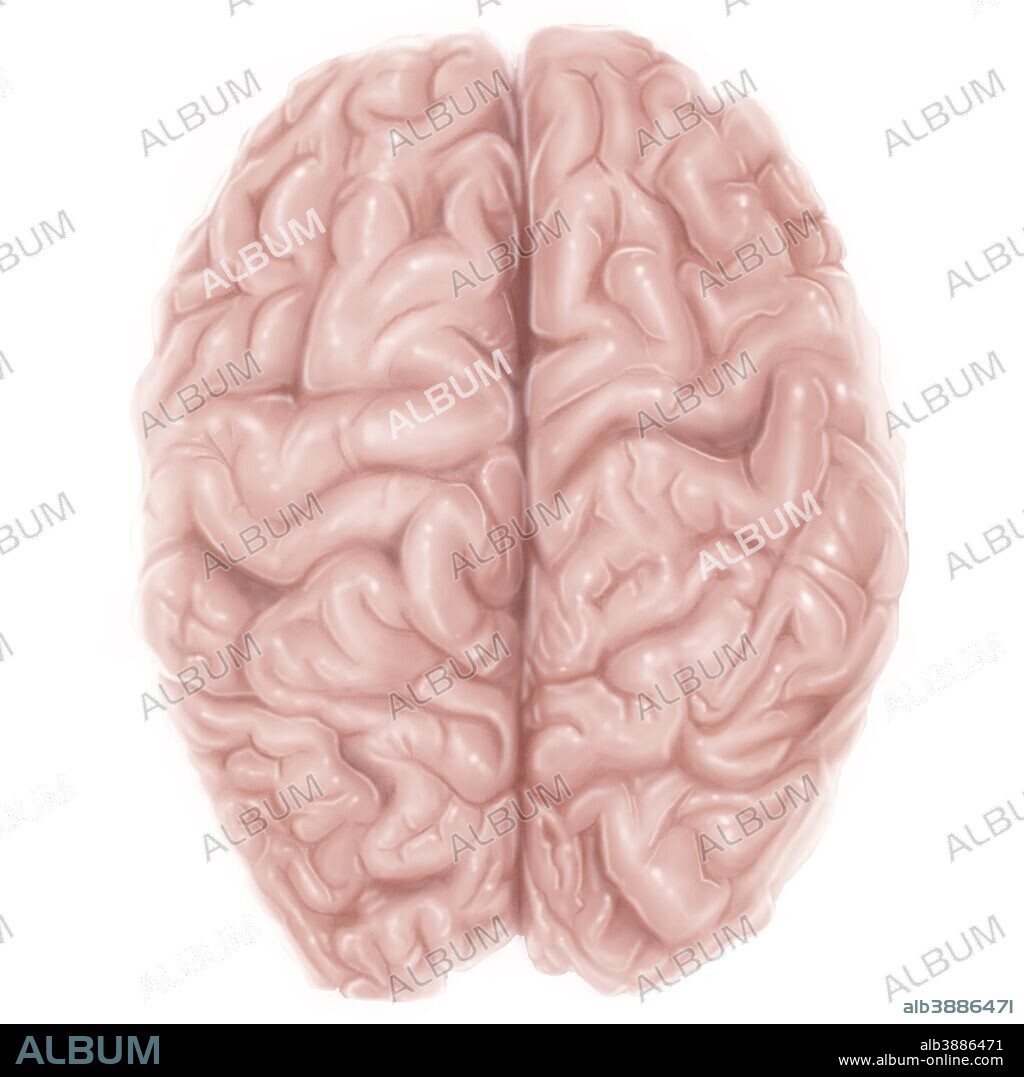 Superior view of human brain.