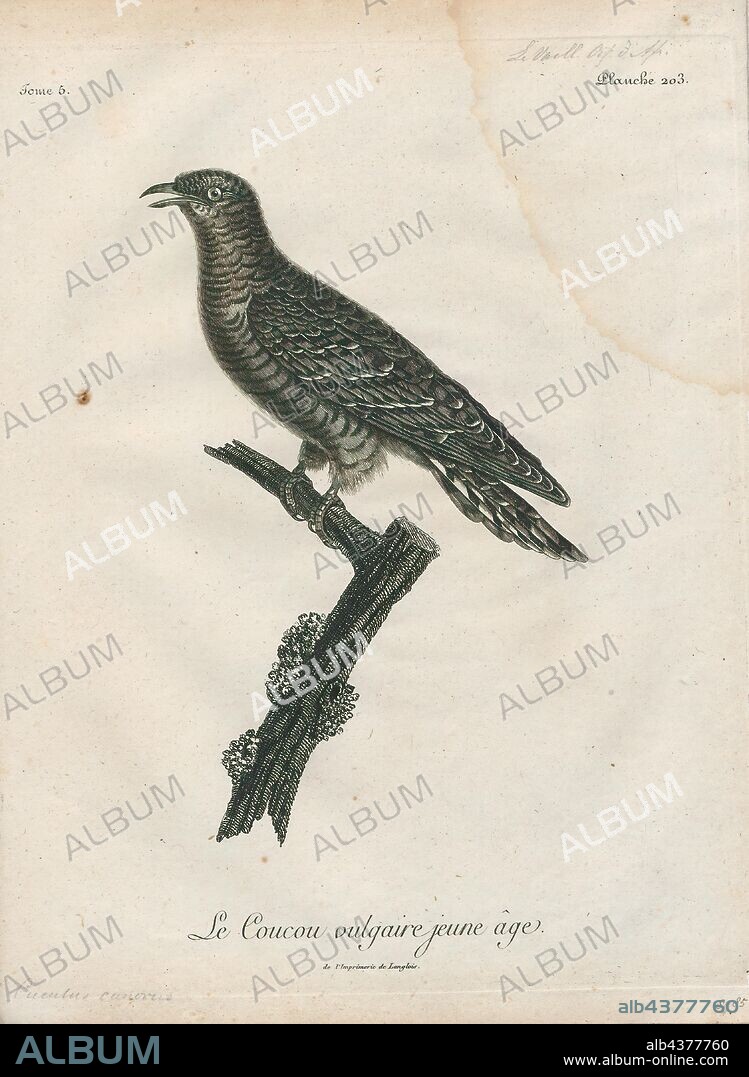 Cuculus canorus, Print, The common cuckoo (Cuculus canorus) is a member of the cuckoo order of birds, Cuculiformes, which includes the roadrunners, the anis and the coucals., 1796-1808.