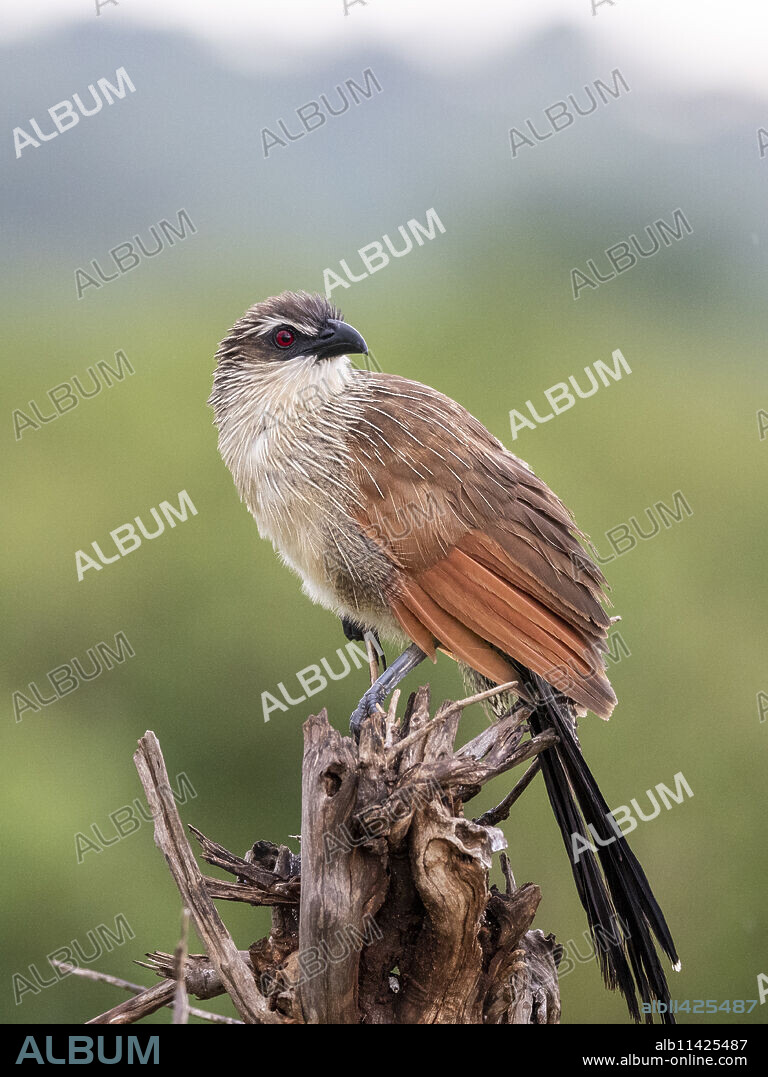 An adult white-browed coucal (Centropus superciliosus), Tarangire National Park, Tanzania, East Africa, Africa.