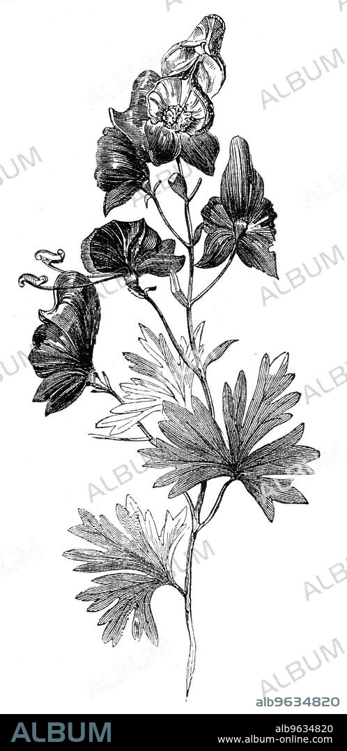 Aconite (Aconitum napellus), Monkshood, or Wolfsbane, 1856. 'Mr. Maciver [of Dingwall in Scotland], had a private dinner party, consisting of [four gentlemen]... and several ladies. After dinner Mr. Gordon complained of a parched mouth, and he and Mr. McDonald, who felt the same inconvenience, retired to the drawing-room...medical aid was called for; but the two priests, after violent vomiting and other painful symptoms of poisoning, expired. Mr. Mackenzie also died...This calamity is attributed to the ignorance of a servant. It appears that the cook had had orders to serve up horseradish with the roast beef at dinner, and directed a young man-servant where to find the root in the garden. Instead of bringing horseradish, however, he had dug up the root of monkshood - a most poisonous herb, which was thus incautiously grated down and added to the sauce used with the roast beef'. From "Illustrated London News", 1856.